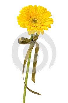 Beautiful daisy gerbera