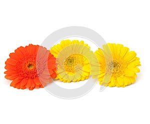 Beautiful daisy gerbera flowers