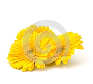 Beautiful daisy gerbera flowers