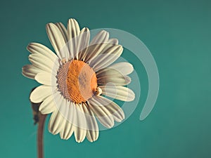 Beautiful Daisy Marguerite on blue-green background