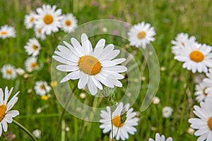 Beautiful daisy in a meadow