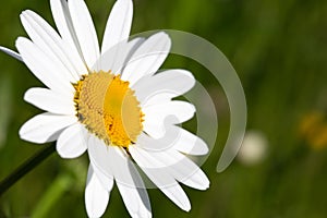 Beautiful daisy in a meadow photo