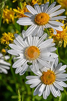 Beautiful daisy in a meadow