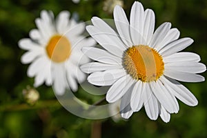 Beautiful daisy in a meadow photo