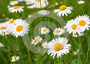 Beautiful daisy meadow