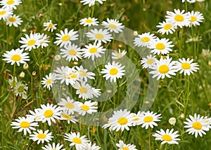 Beautiful daisy meadow