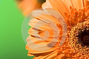 Beautiful daisy petals