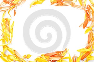 Beautiful daisy petals