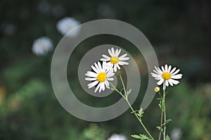 Beautiful daisy white flowers with blur background in the morning