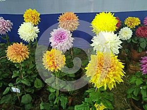 Beautiful dalhia flower photo