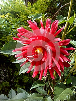 Beautiful dalia flower