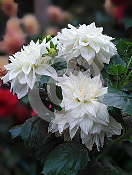 Beautiful dalia flowers white