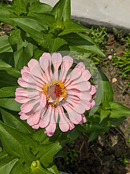 Beautiful dalia pink flower with leafs