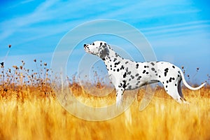 Beautiful Dalmatian dog