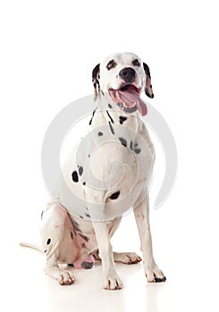 Beautiful dalmatian dog