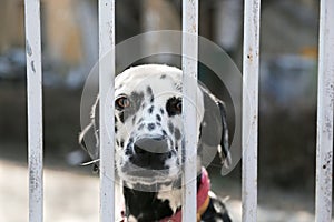 Beautiful dalmatian dog in an animal shelter looking through the fence wondering if anyone is going to take him home today