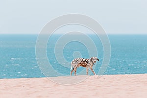 Beautiful dalmatian dog on the beach in Europe