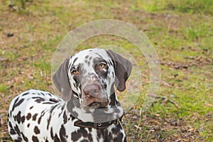 Beautiful Dalmatian, a dog with beautiful brown spots in a park in nature in a forest on a green lawn. A healthy young