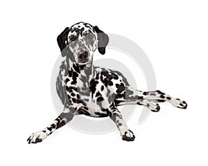 Beautiful Dalmatian Dog Laying
