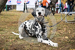 A beautiful Dalmatian dog on a leash lies on the grass and looks at the camera at an dogs show