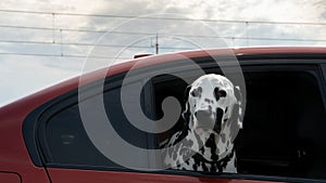 Beautiful dalmatian dog looking out the window of a red car