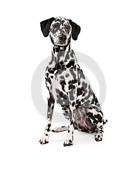 Beautiful Dalmatian Dog Sitting