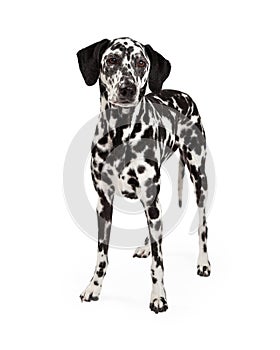 Beautiful Dalmatian Dog Standing