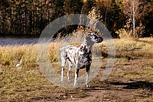 Beautiful dalmatian dog is standing near lake and forest in background. Sunny autumn day. Dog training.walking in the