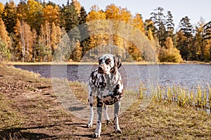 Beautiful dalmatian dog is standing near lake and forest in background. Sunny autumn day. Dog training.walking in the