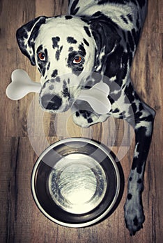 A beautiful dalmatian dog with a tasty bone in his mouth