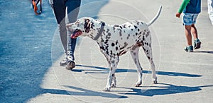 Beautiful dalmatian and its owner legs on the pavement