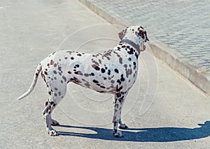 Beautiful dalmatian on the pavement