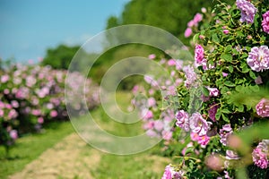 Beautiful Damask Roses in rose garden