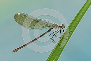 Beautiful damselfly Calopteryx splendens on a blade of grass near the river