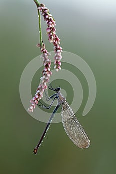 Beautiful damselfly Calopteryx splendens female on a flower morning dew summer