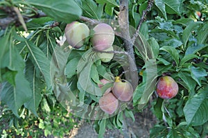 The beautiful Damson in farmland