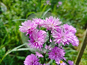 Beautiful dan colourful purple marigold flower aster amellus