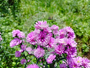 Beautiful dan colourful purple marigold flower aster amellus