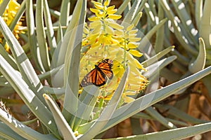 Beautiful Danainae Butterfly