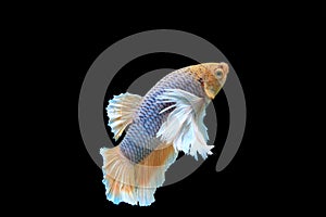 Beautiful dancing of fancy halfmoon dumbo ear betta fish