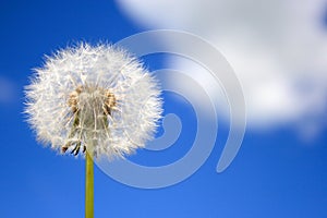 Beautiful dandelion