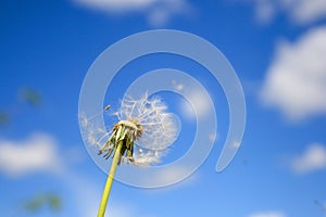 Beautiful dandelion