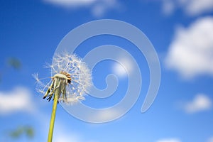 Beautiful dandelion