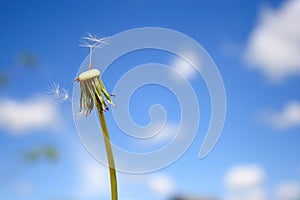 Beautiful dandelion