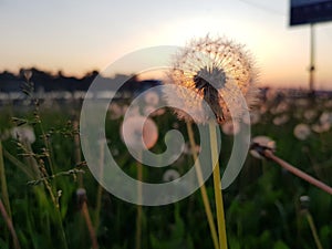 Beautiful dandelion against the setting sun. A close up view. The rays of the sun shining through the dand