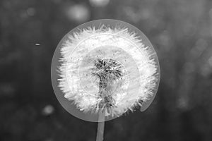 Beautiful dandelion. Black and white photo with a single flower.