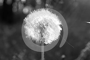 Beautiful dandelion. Black and white photo with a single flower.