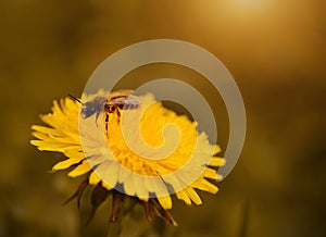 Beautiful dandelion blossom