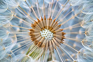 Beautiful dandelion close up. Gentle nature background