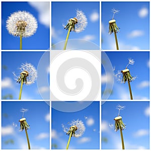 Beautiful dandelion collage